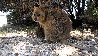 Quokka avec son petit.