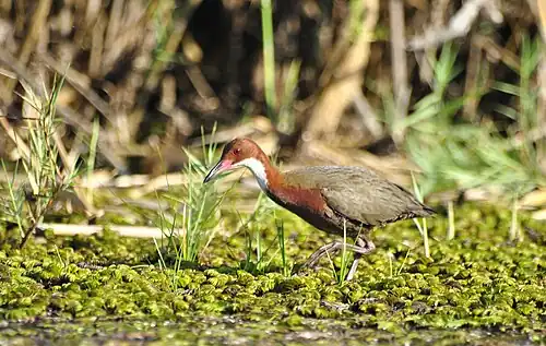 Râle de Cuvier Dryolimnas cuvieri - White-throated Rail du lac Kinkony, Boeny, Madagascar.