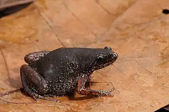 Description de l'image Rãzinha - Chiasmocleis schubarti.jpg.