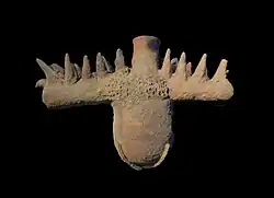 Récipient kulok-kulok destiné à guérir les maux de dos.