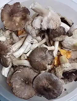Champignons gris amoncelés
