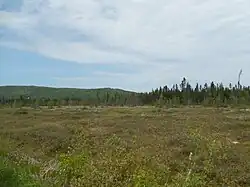 Une tourbière avec une forêt et des montagnes en arrière plan