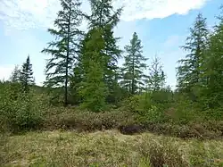 une forêt rabougrie