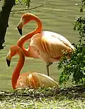 Flamants roses