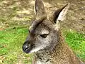 Wallaby