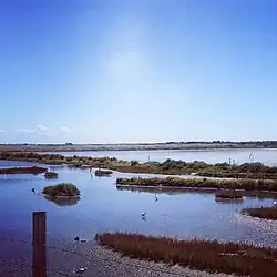 Vasières à marée haute