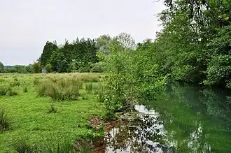 …de la grenouillère