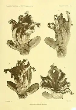 Grimpoteuthis megaptera.