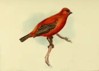 Description de l'image Réunion Fody (Foudia delloni)1.png.