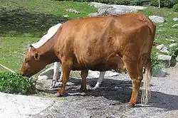 Image illustrative de l’article Pie rouge de Suède