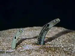 Heteroconger hassi (une « anguille jardinière »)