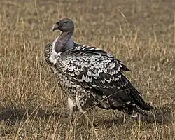Vautour de Rüppell (Gyps rueppelli)