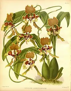 Cyrtochilum lamelligerum