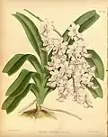 Aerides expansaThe Orchid Album1888