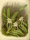 Aeranthes grandifloraThe Orchid Album1897.