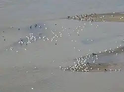 Oiseaux sur l'Euphrate à Rawa en août 2012.