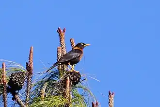 Description de cette image, également commentée ci-après