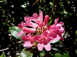 Rhododendron ferrugineux (Rhododendron ferrugineum)