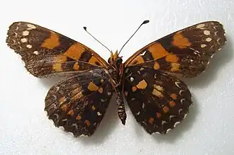 Description de l'image RN02-10 Atlantea perezi (8093811020).jpg.