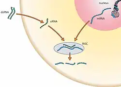 Le brin d'ARNi interfère avec le brin d'ARNm empêchant ou modifiant la transcription en protéine.