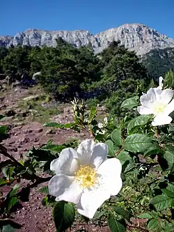 Rosier des chiens (Rosa canina)