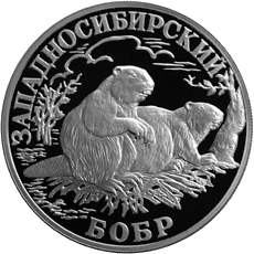 Description de l'image RR5109-0047R Западносибирский бобр.gif.