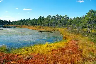 Marais de Selisoo, comté de Viru oriental (Estonie) en 2013