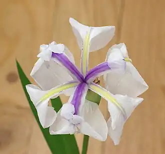 Description de cette image, également commentée ci-après