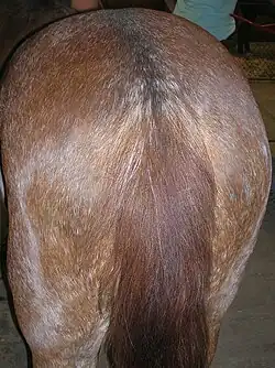 Croupe et queue d'un cheval avec des poils blancs et roux