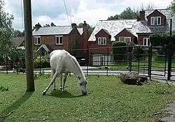 Dans une zone pavillionnaire, un cheval gris broute au milieu de son pré.