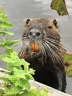Paire de longues incisives oranges