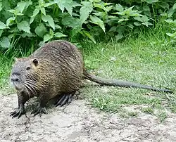  Ragondin vu de trois quarts