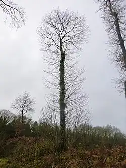 Châtagnier sur talus, trois ou quatre ans après émondage en Bretagne. Nombreuses repousses latérales.