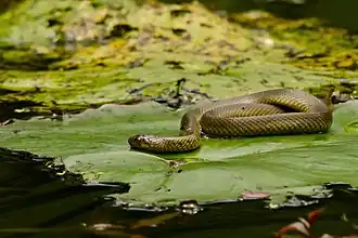 Description de l'image Rainbow Water Snake (Enhydris enhydris) (7845020860).jpg.