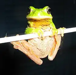 Hyla meridionalis de La Gaude