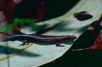 Description de l'image Rainforest Sunskink (Lampropholis coggeri) (9822183445).jpg.