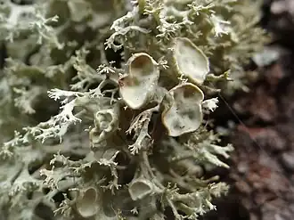 Ramalina fastigiata, lichen fruticuleux, corticole sur arbres à feuilles caduques.
