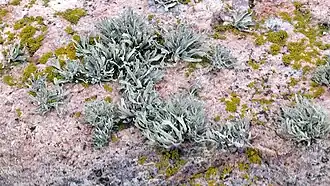 Description de cette image, également commentée ci-après