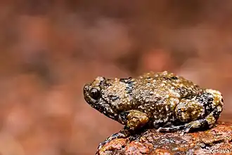 Description de l'image Ramanella mormorata.jpg.