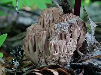 Description de l'image Ramaria rubripermanens 155665.jpg.