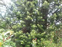 Branches de maniú macho (Podocarpus nubigenus), un conifère des forêts valdiviennes.