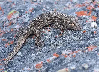 Description de l'image Ramigekko swartbergensis 177588931.jpg.