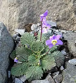 Ramonda myconi, la Ramondie des Pyrénées.
