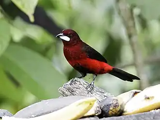 Description de l'image Ramphocelus melanogaster - Black-bellied Tanager 2.jpg.