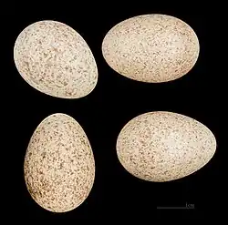 Œufs de Ramphocoris clotbey Muséum de Toulouse.