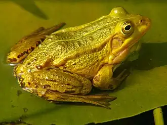 La petite grenouille verte.