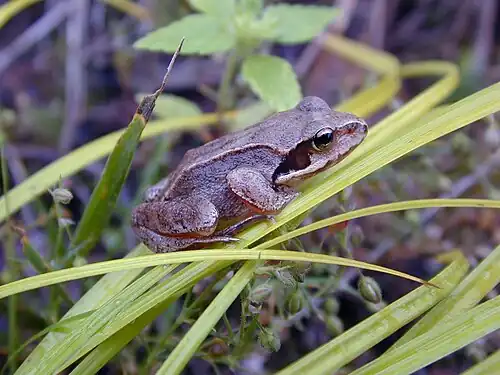 Rana chensinensis dans le sud de Sakhaline.