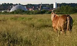 Cheval doré et blond, vu de dos dans un pré.