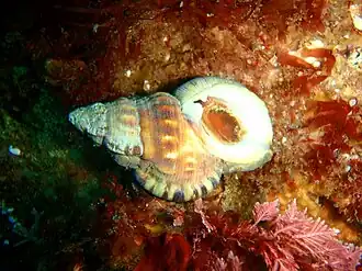 Ranella australasia (Ranellidae).