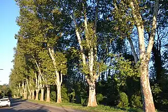 Rangée de platanes masquant la Rize depuis l'avenue Grandclément, à Vaulx.